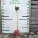 Smrek pichľavý (Picea pungens) ´BRYNEK´ – výška 70-80 cm, kont.C3L – NA KMIENKU